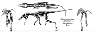 Illustration for article titled Pterodactyls Are Not Dinosaurs. Â So What The Hell Are They?